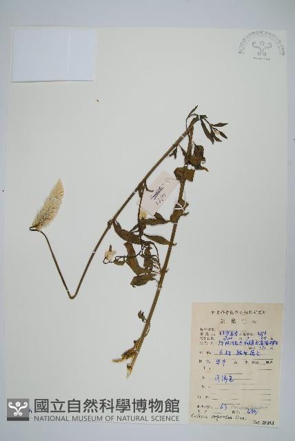 青葙藏品圖，第1張