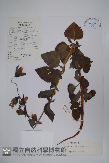 大萼黨參藏品圖，第1張