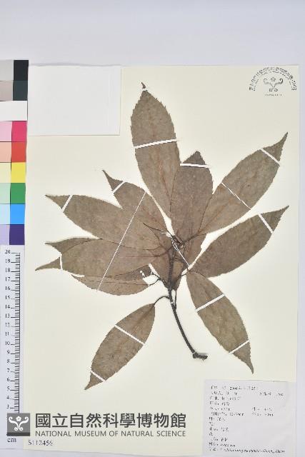 青剛櫟、鐵椆藏品圖，第1張