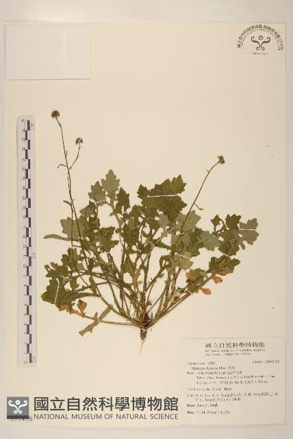 矮菊藏品圖，第1張