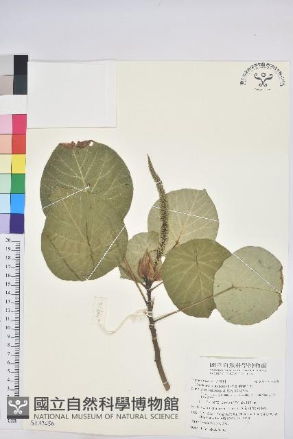 圓葉血桐藏品圖，第1張