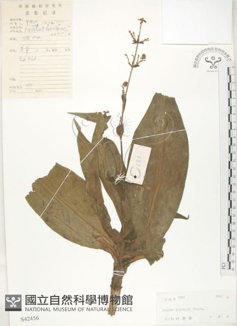 Accession Number:S042456 Collection Image