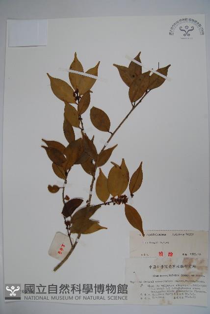 盤柱冬青藏品圖，第1張