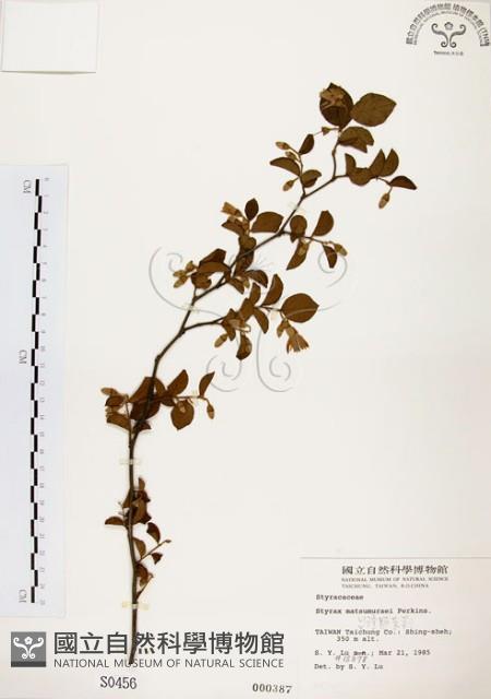 臺灣野茉莉藏品圖，第1張