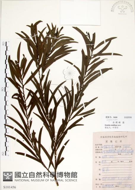 相思樹藏品圖，第1張