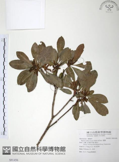 楊梅藏品圖，第1張