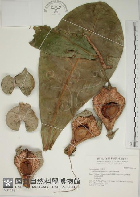 棋盤腳樹藏品圖，第1張