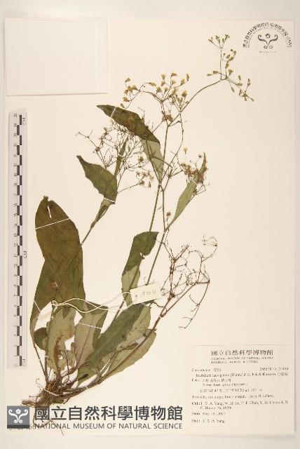 刀傷草藏品圖，第1張