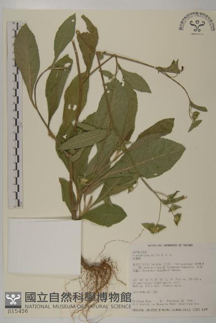 地膽草、毛蓮菜藏品圖，第1張