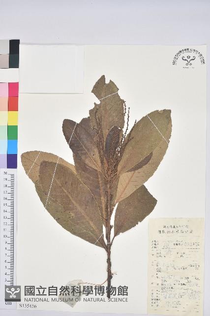 黧蒴栲藏品圖，第1張