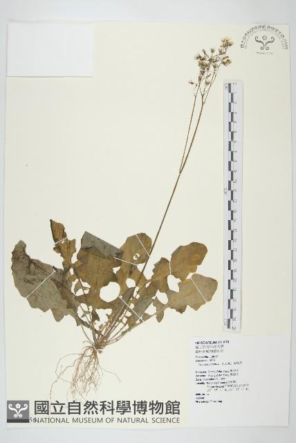 黃鵪菜藏品圖，第1張