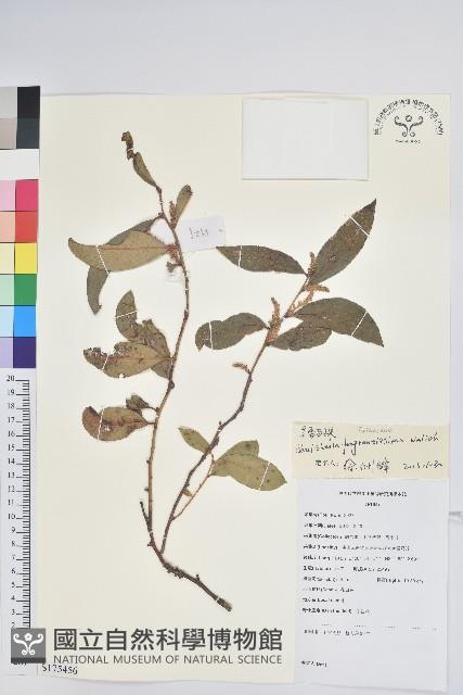 芳香白珠藏品圖，第1張