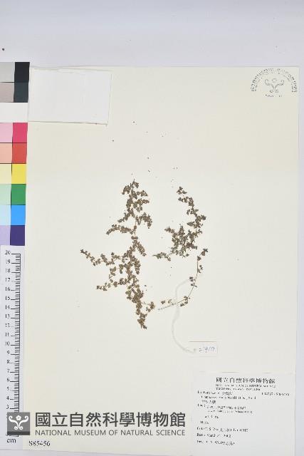 匐根大戟藏品圖，第1張