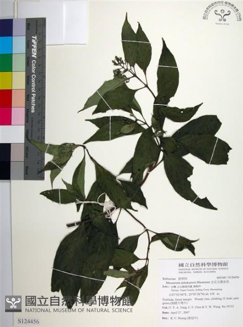 台北玉葉金花藏品圖，第1張