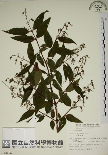 大葉溲疏藏品圖，第1張