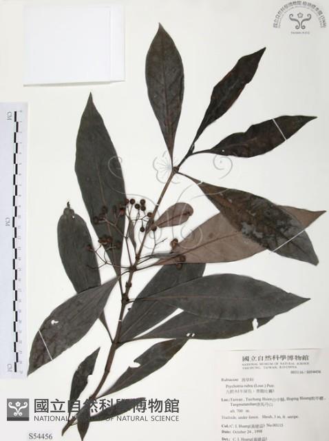 九節木、牛屎烏、青龍吐霧藏品圖，第1張