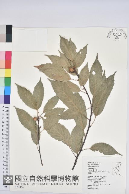 青剛櫟、鐵椆藏品圖，第1張