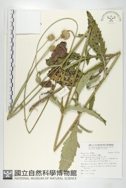 川續斷藏品圖，第1張