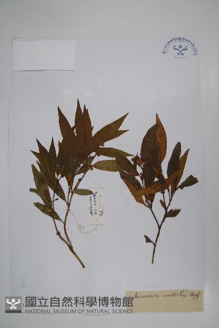 雲南野扇花藏品圖，第1張