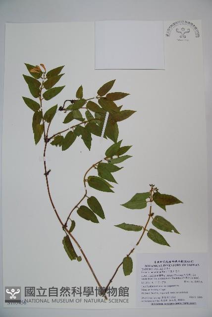 阿里山忍冬、漸尖葉忍冬藏品圖，第1張