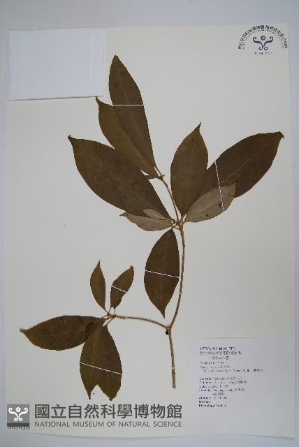 蘿芙木藏品圖，第1張