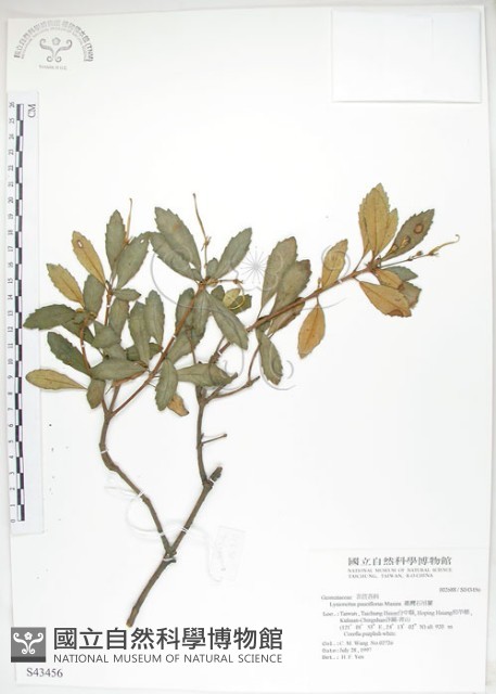石吊蘭、吊石苣苔藏品圖，第1張