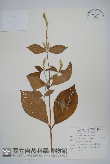 紫莖牛膝、台灣牛膝藏品圖，第1張