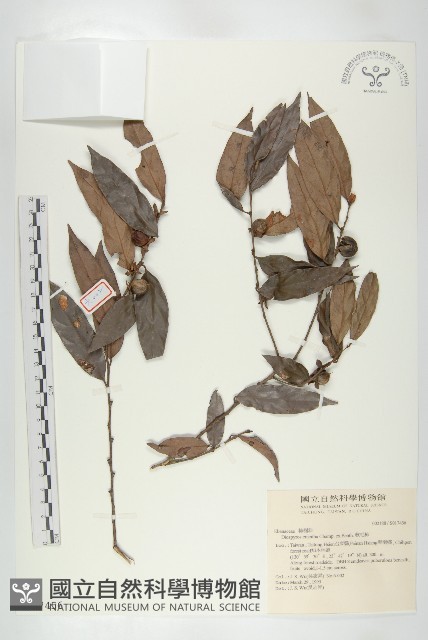 軟毛柿藏品圖，第1張