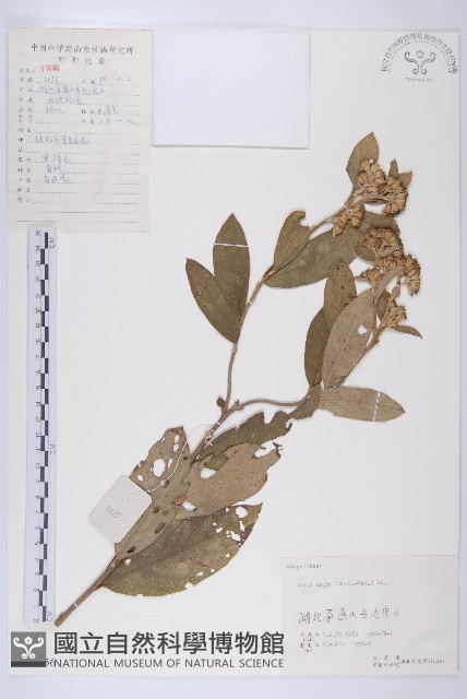 羊耳菊藏品圖，第1張