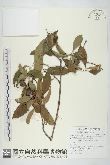 頭狀四照花藏品圖，第1張