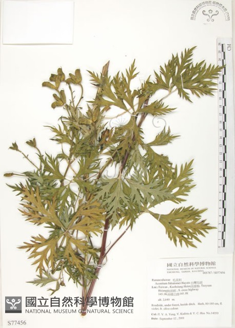 臺灣烏頭藏品圖，第1張