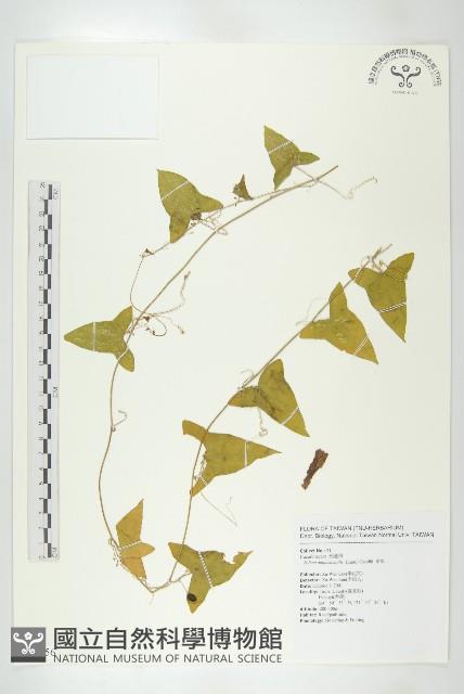 茅瓜藏品圖，第1張