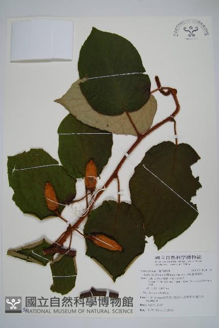 臺灣羊桃藏品圖，第1張