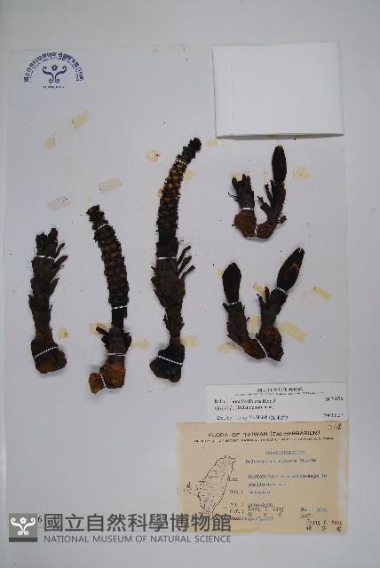 穗花蛇菰藏品圖，第1張