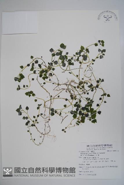 山桔梗藏品圖，第1張