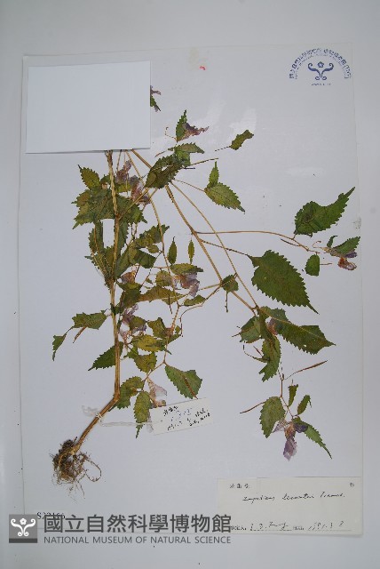 滇西北鳳仙花藏品圖，第1張