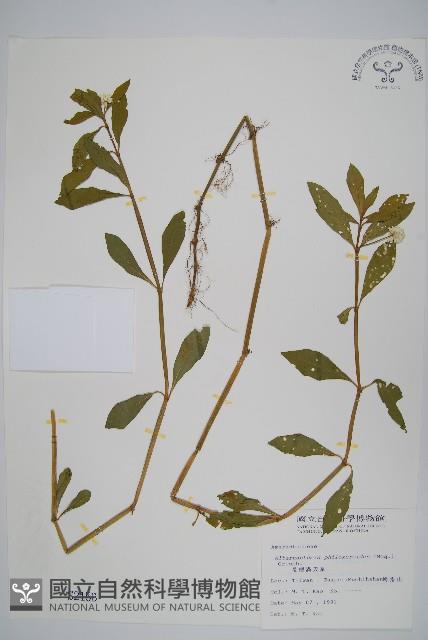 空心蓮子草藏品圖，第1張