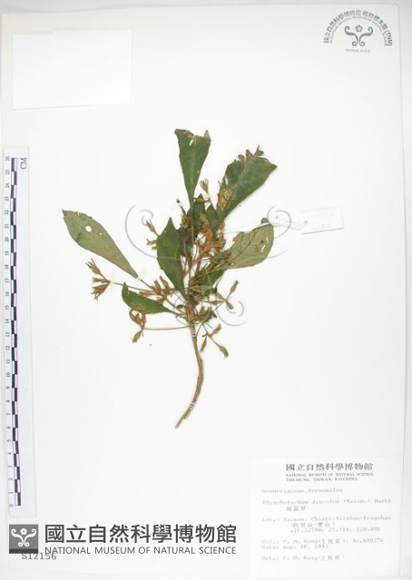 同蕊草、異色線柱苣苔藏品圖，第1張