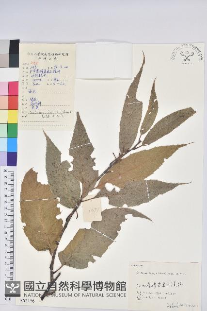 錐栗藏品圖，第1張