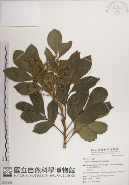 蘭嶼樹蘭藏品圖，第1張