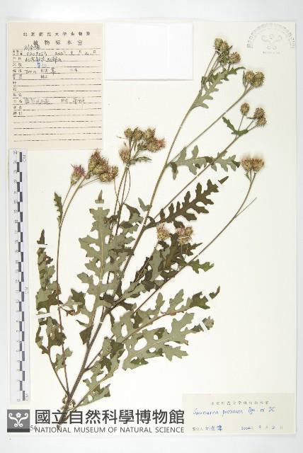 蓖苞風毛菊藏品圖，第1張