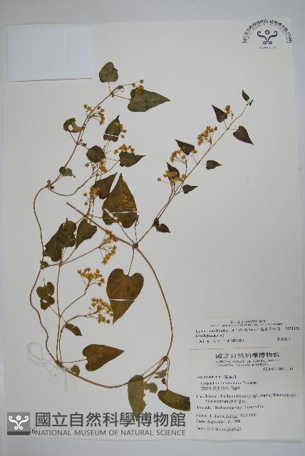 薄葉牛皮消藏品圖，第1張