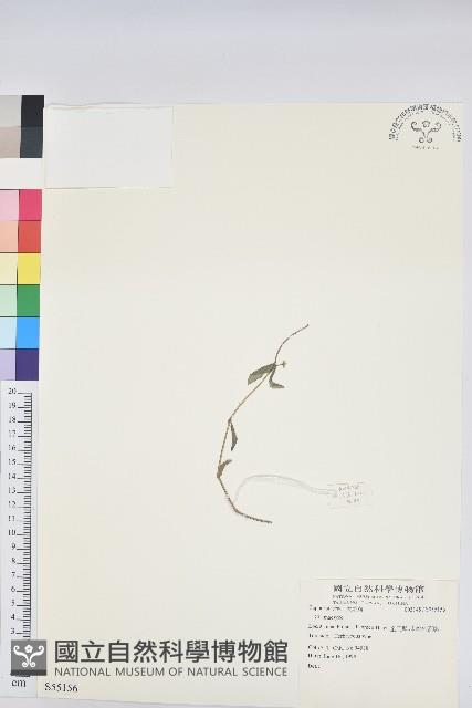 登錄號:S055156藏品圖，第1張