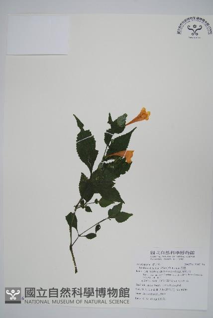 曲莖馬藍藏品圖，第1張