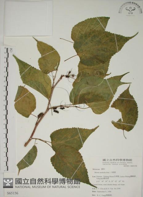 小桑樹藏品圖，第1張