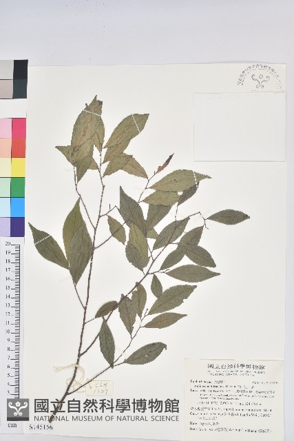 南仁五月茶藏品圖，第1張