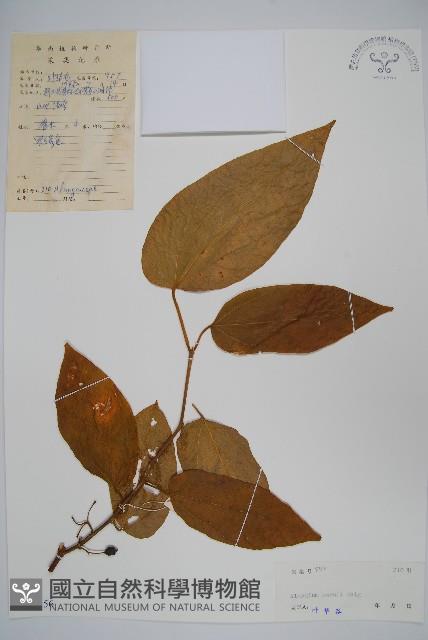 長毛八角楓藏品圖，第1張