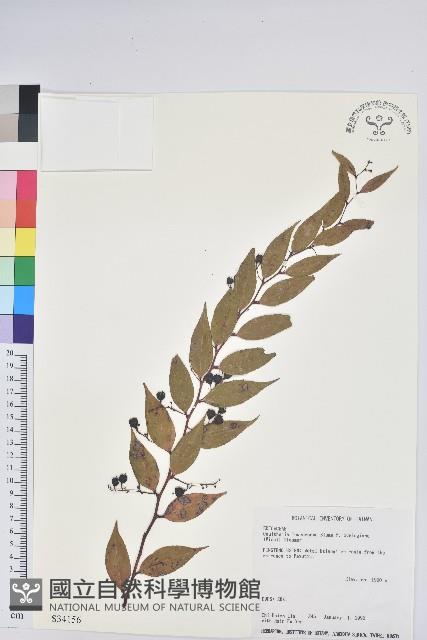 白珠樹藏品圖，第1張