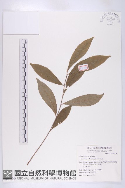 杜英藏品圖，第1張