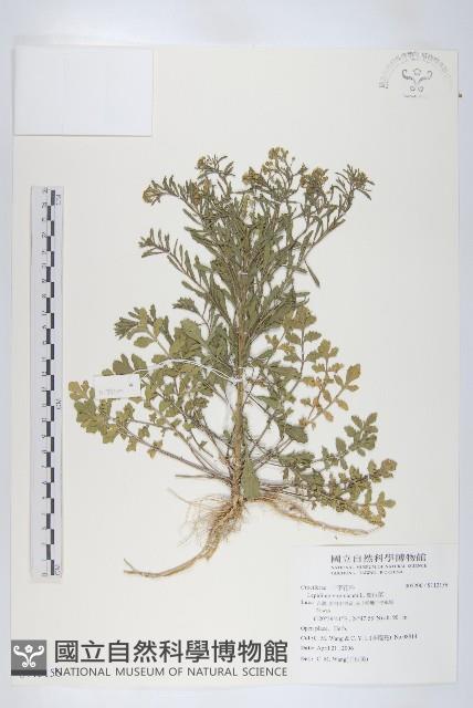 獨行菜藏品圖，第1張